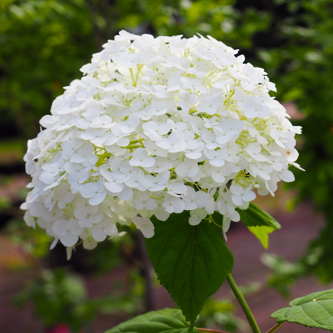 Pallohortensia 'Strong Annabelle'