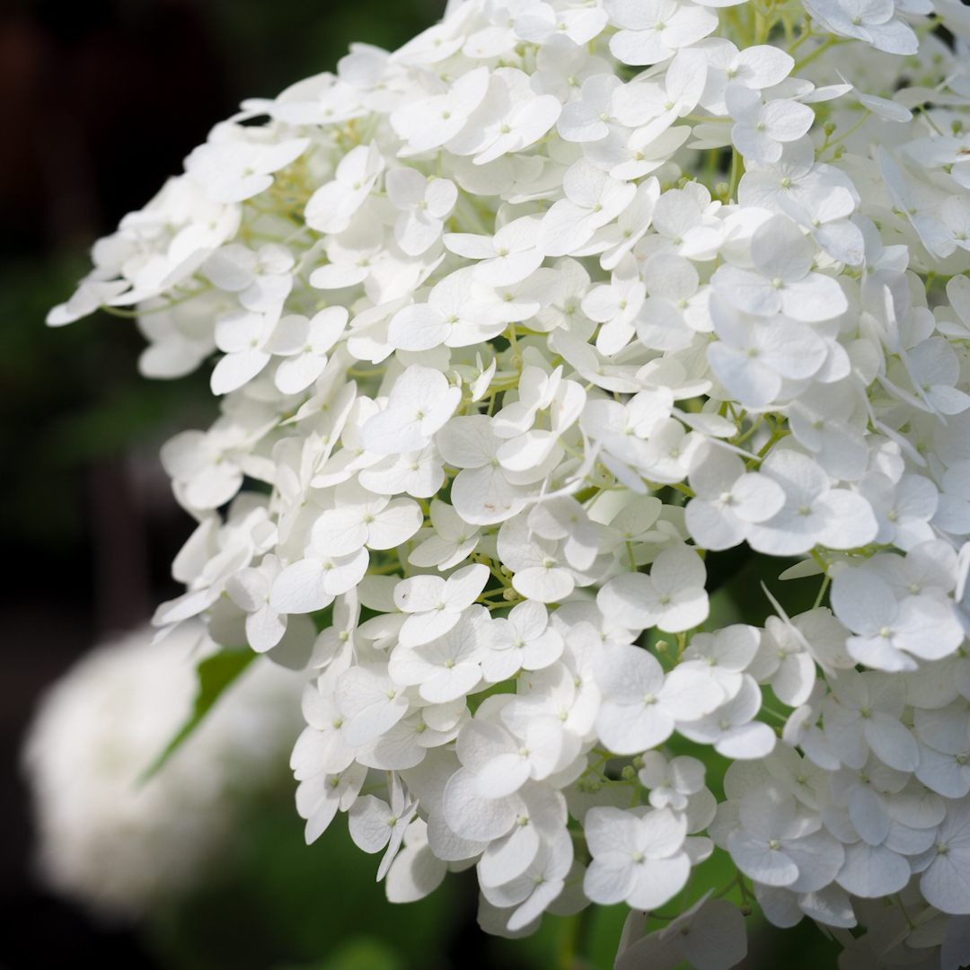 Pallohortensia 'Strong Annabelle'