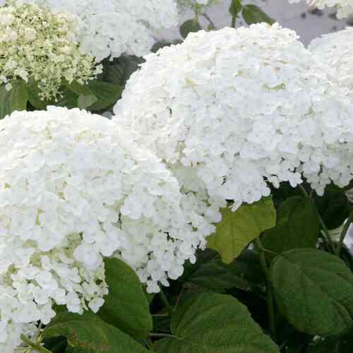 Pallohortensia 'Strong Annabelle' 50-60 cm