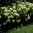 Hydrangea arborescens