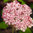 Pallohortensia 'Sweet Annabelle'