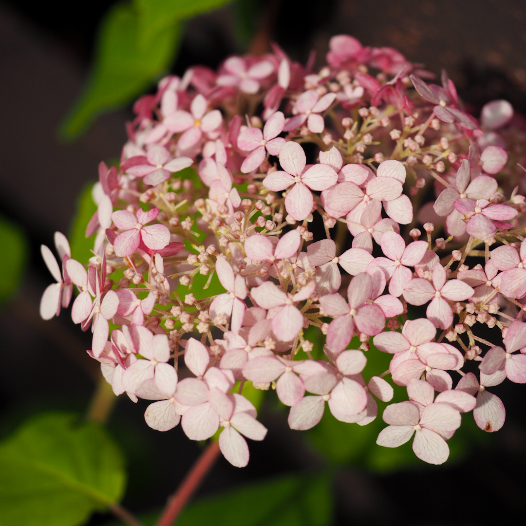 Pallohortensia 'Sweet Annabelle'