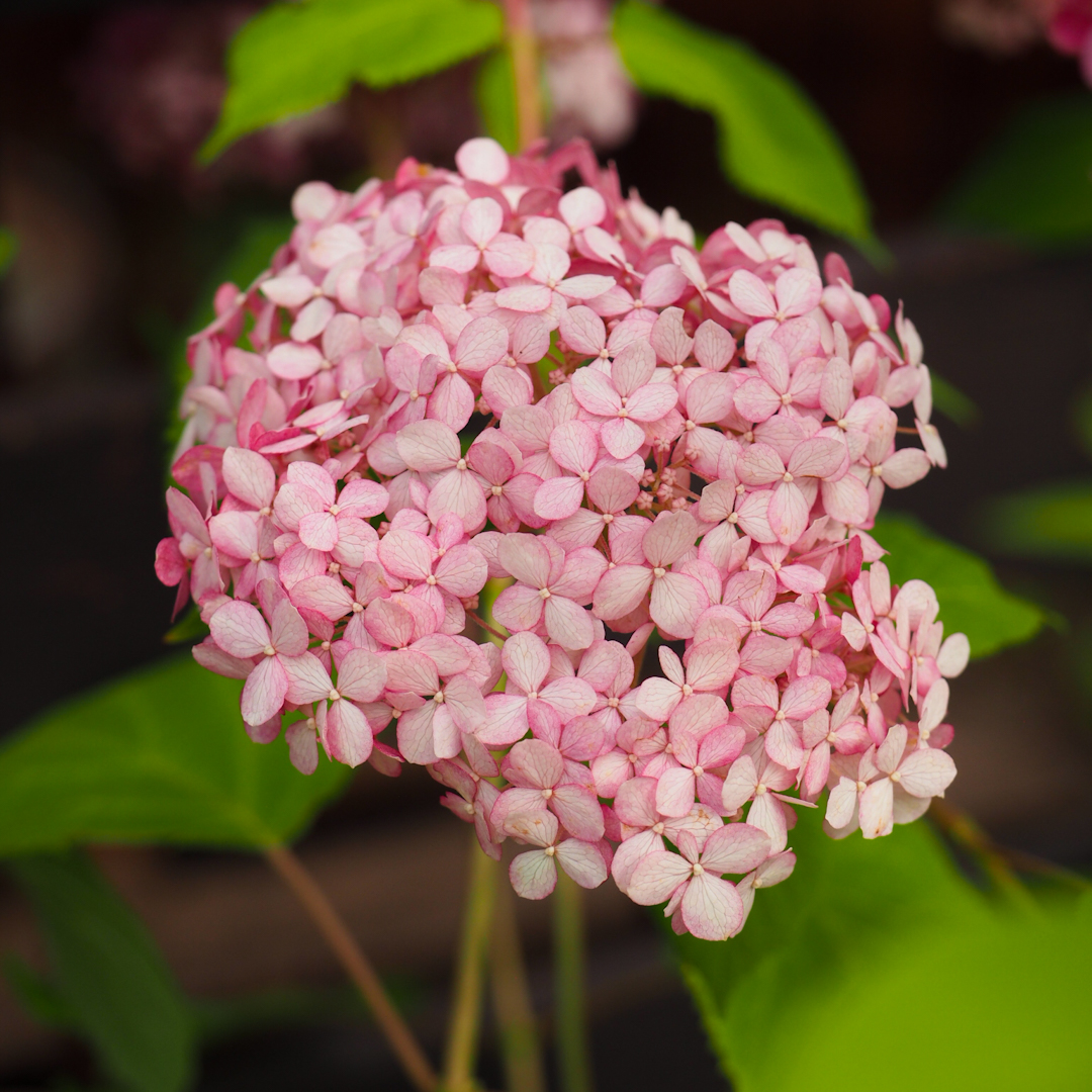 Pallohortensia 'Sweet Annabelle'