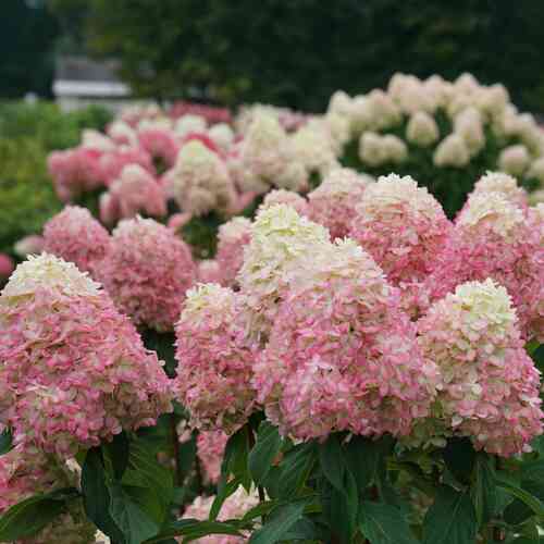 Japaninhortensia 'Limelight Prime'