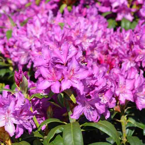 Alppiruusu 'Royal Lilac'