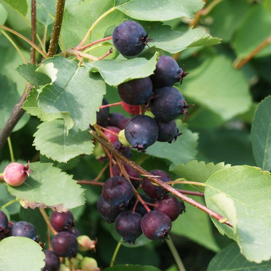 Amelanchier alnifolia