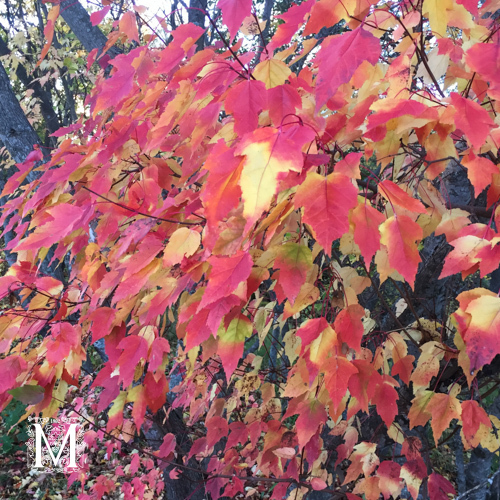 Acer tataricum ssp. ginnala