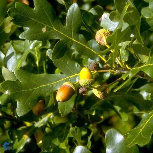 Quercus robur