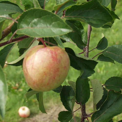 Malus domestica