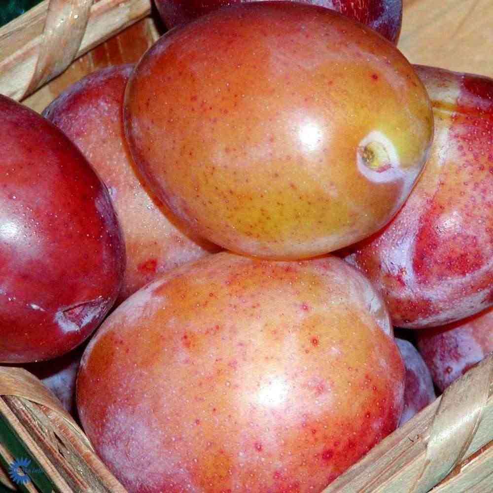 Plommon 'Victoria'