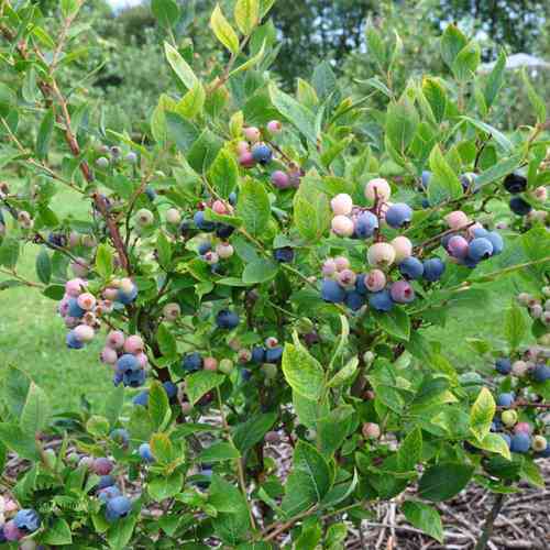 Vaccinium Angustifolium-Ryhmä