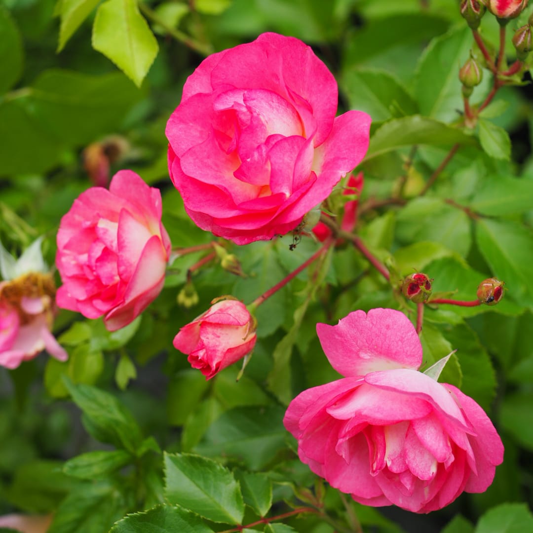 Easy Elengance®-buskros 'Sunrise Sunset'