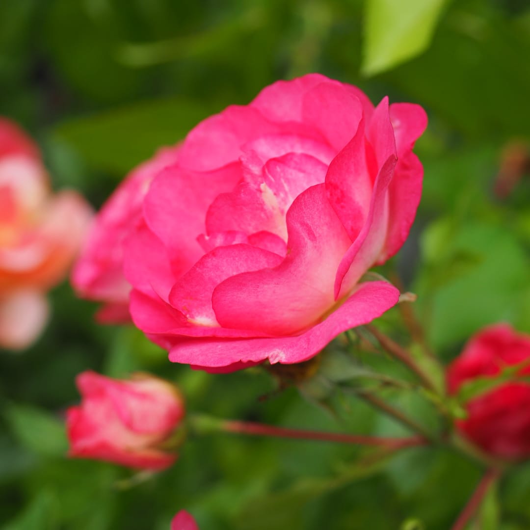 Easy Elengance®-buskros 'Sunrise Sunset'