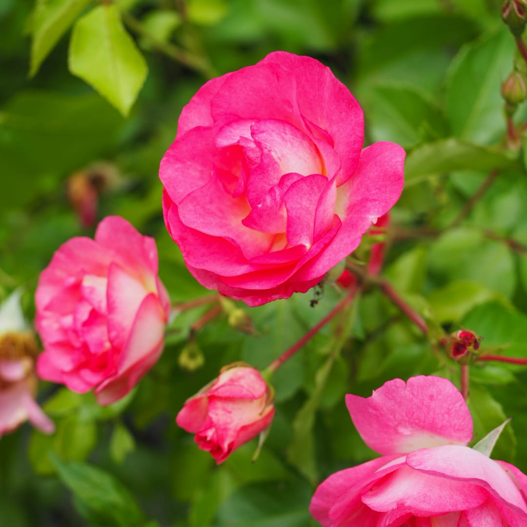 Easy Elengance®-buskros 'Sunrise Sunset'