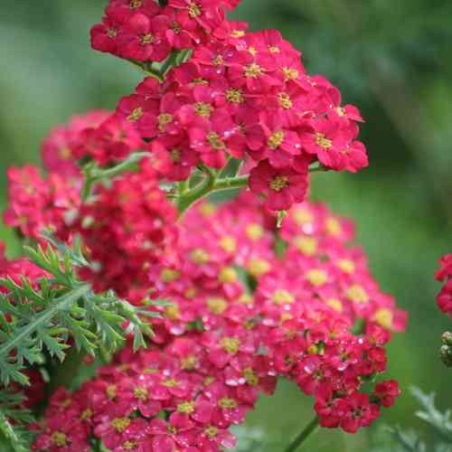 Tarhakärsämö 'Paprika'