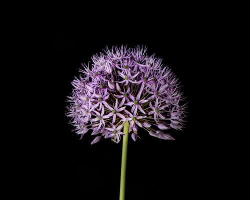 Allium