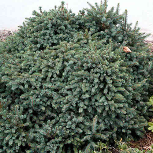 Picea glauca