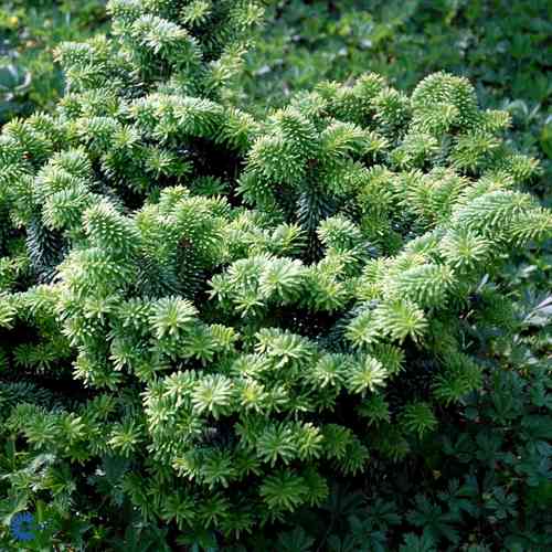 Abies balsamea