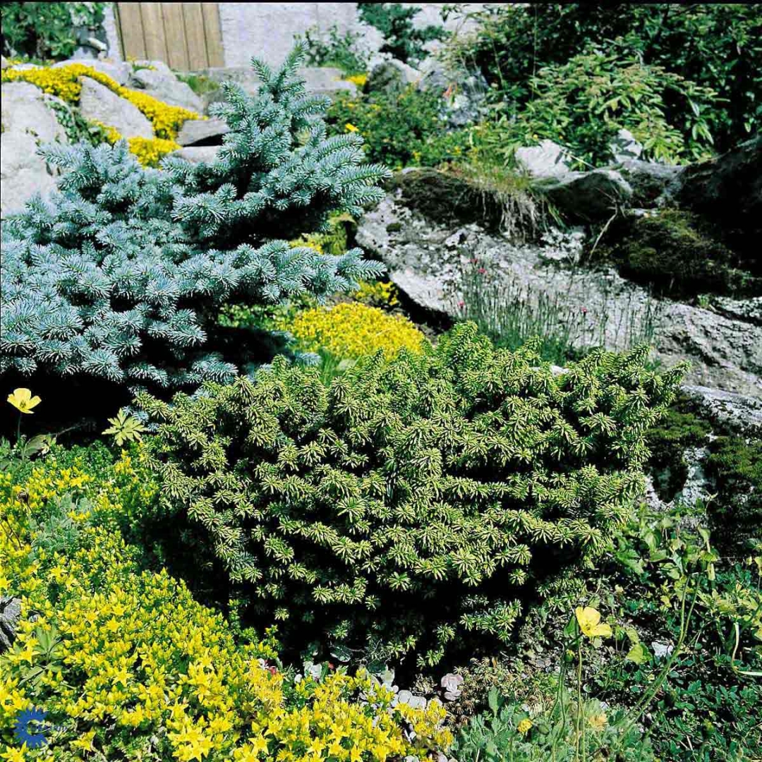 Abies balsamea