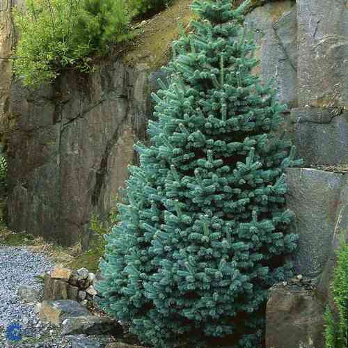 Abies lasiocarpa