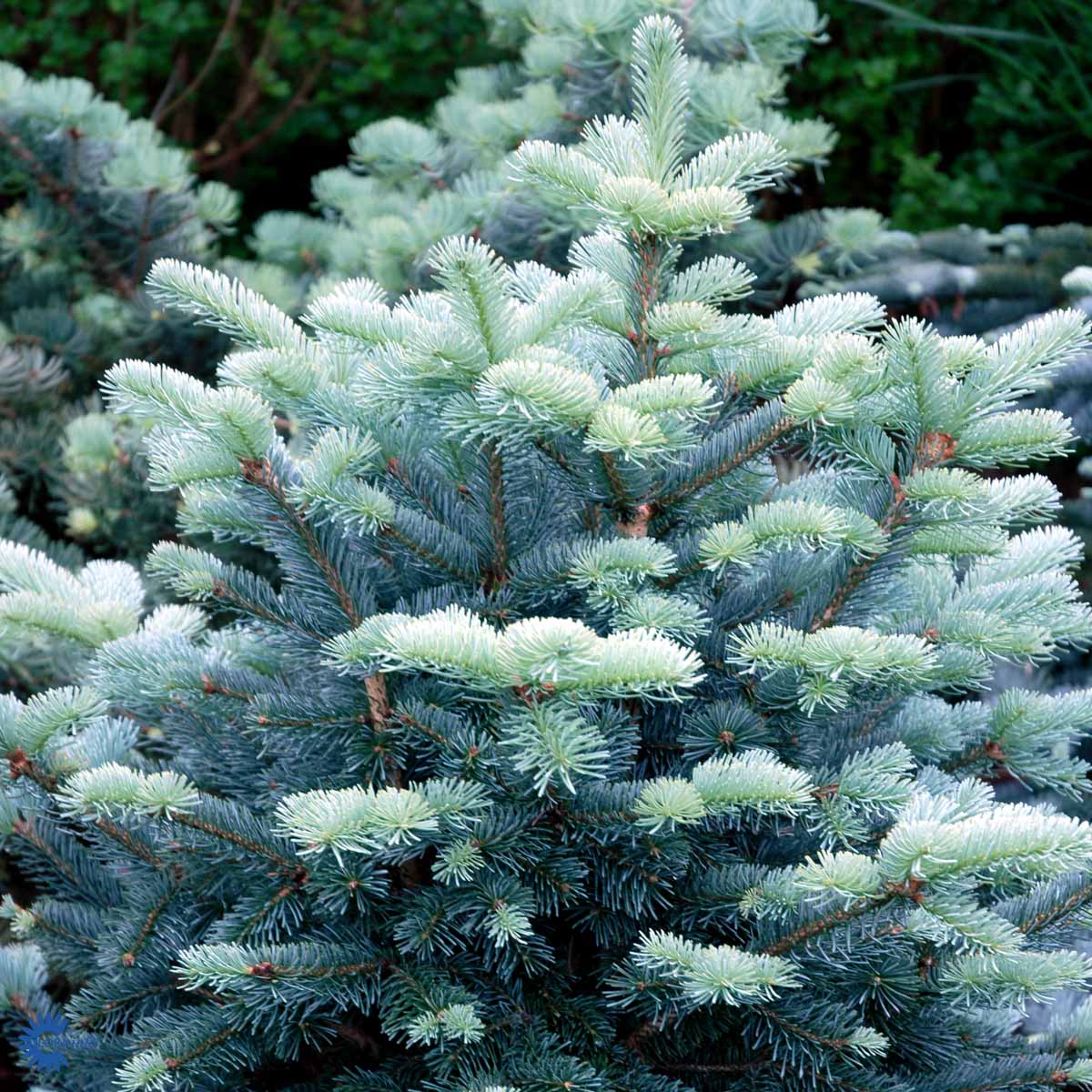 Abies lasiocarpa
