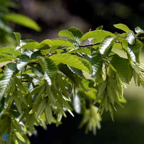 Carpinus betulus