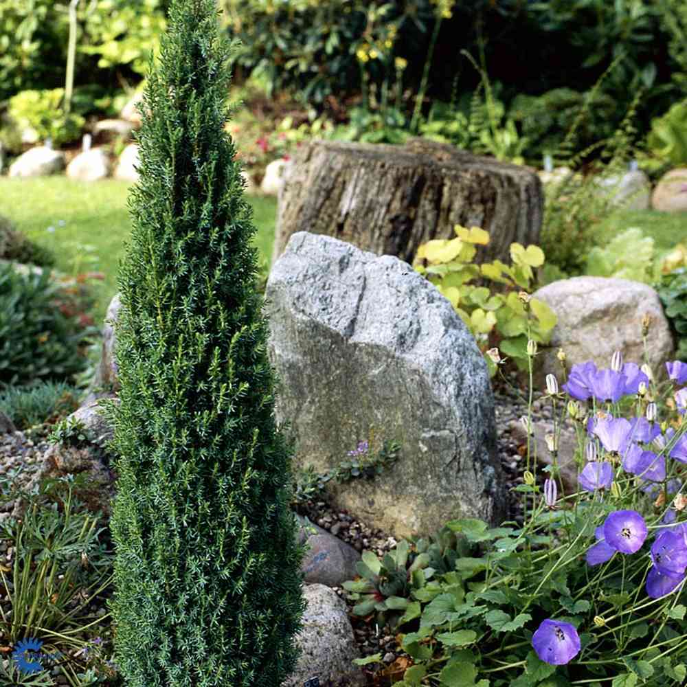 Juniperus communis