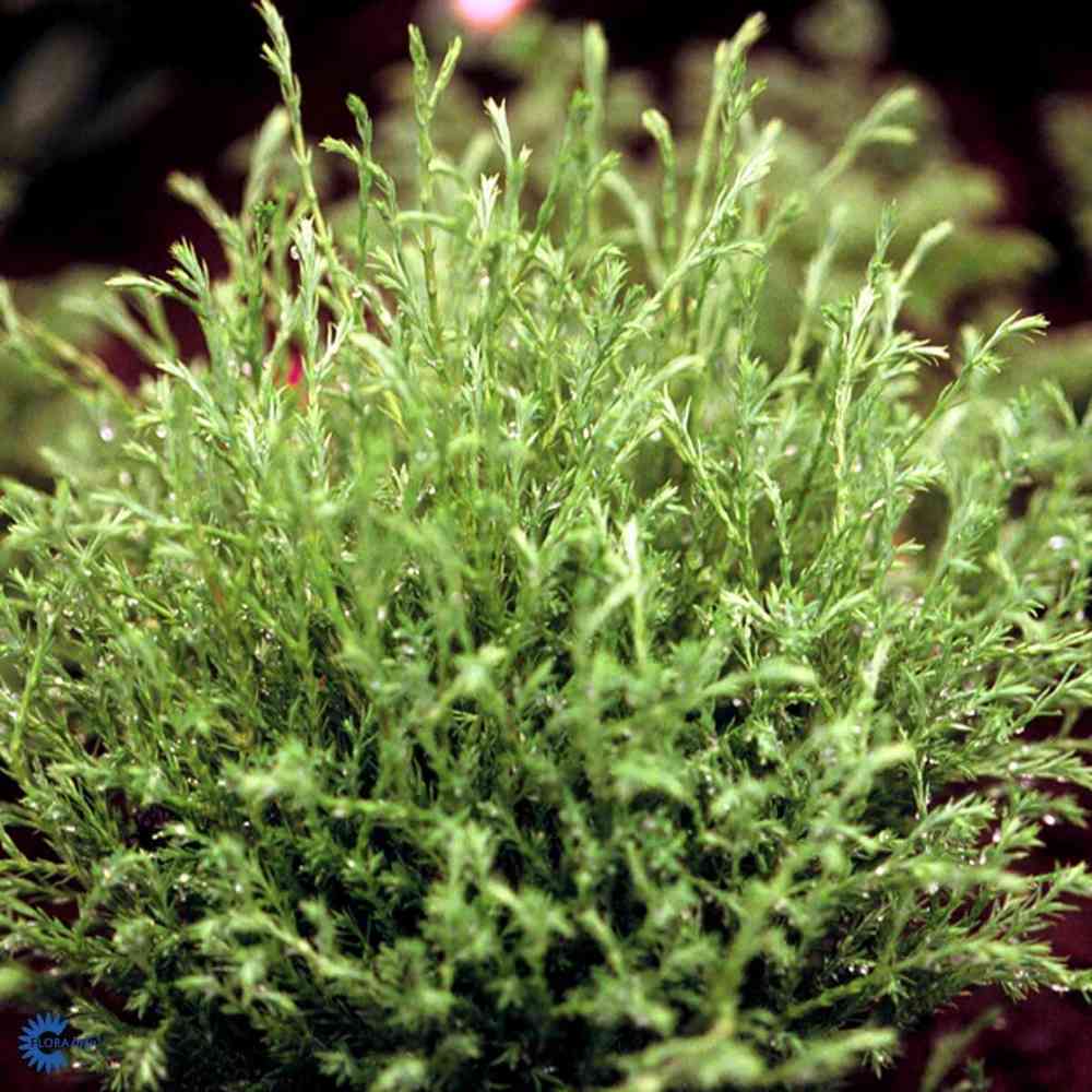 Pallotuija 'Mr. Bowling Ball'