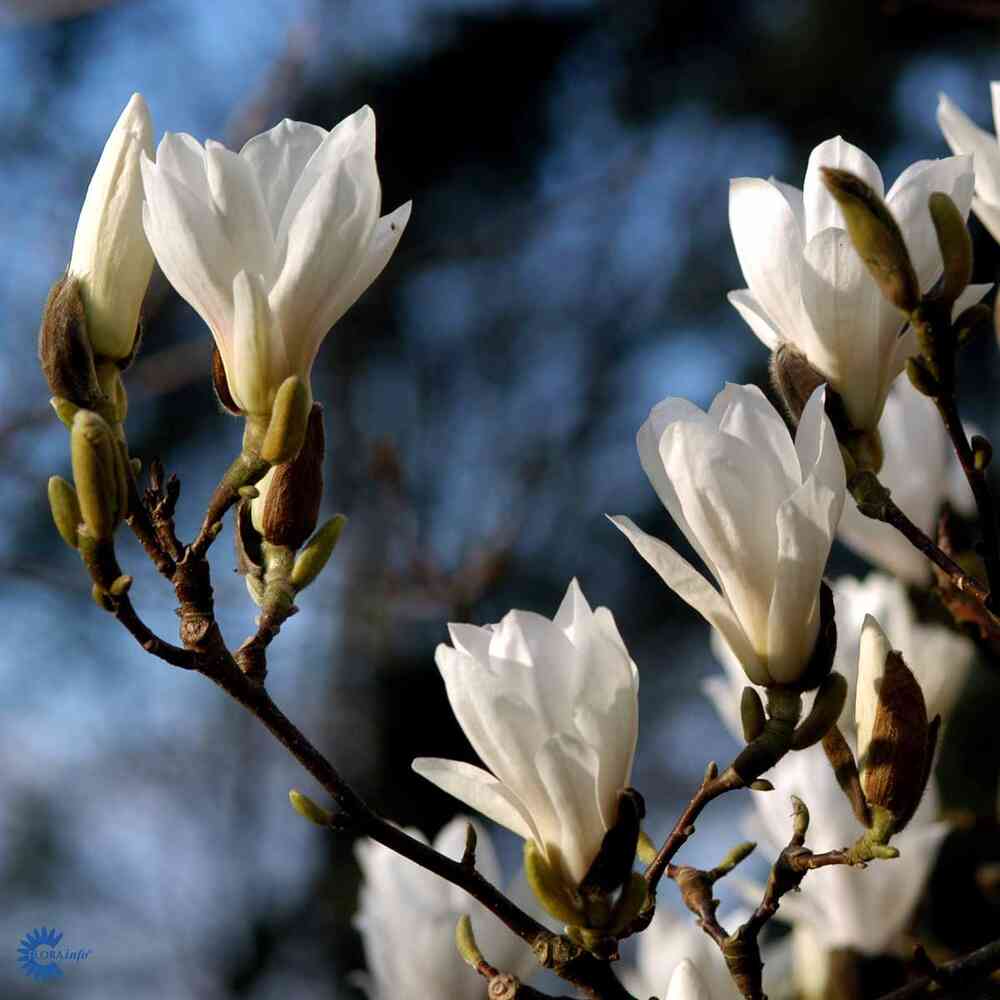 Praktmagnolia 'Alba'