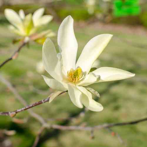 Magnolia 'Daphne'