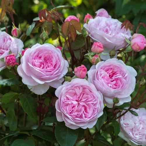 David Austin -ros 'Olivia Rose Austin' (Ausmixture)