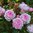 David Austin -ros 'Olivia Rose Austin' (Ausmixture)