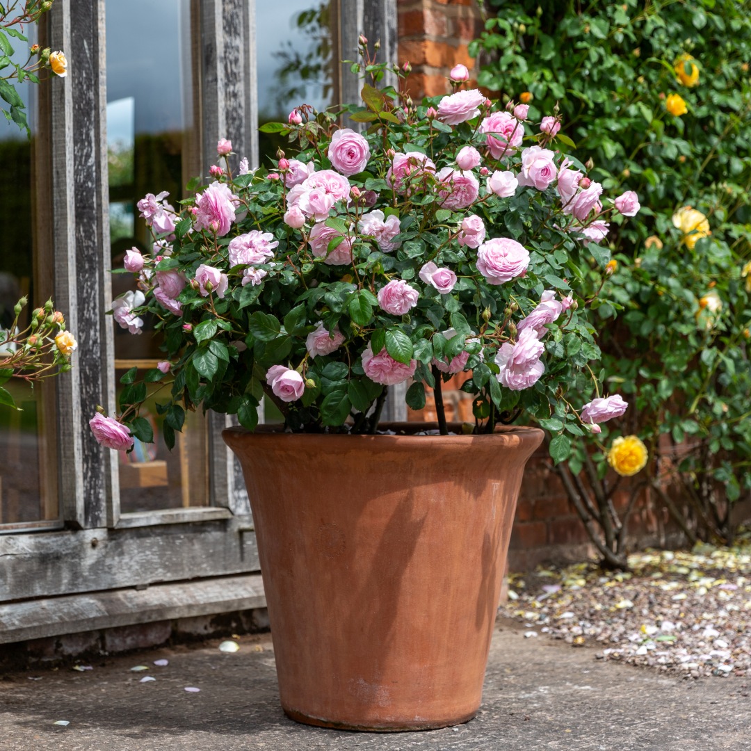 David Austin -ros 'Olivia Rose Austin' (Ausmixture)