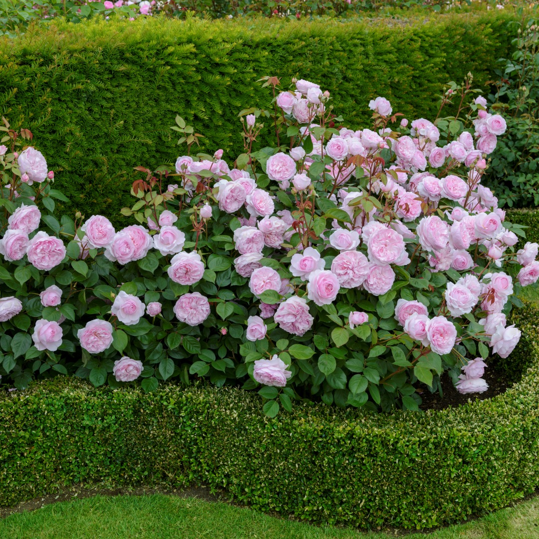 David Austin -ros 'Olivia Rose Austin' (Ausmixture)