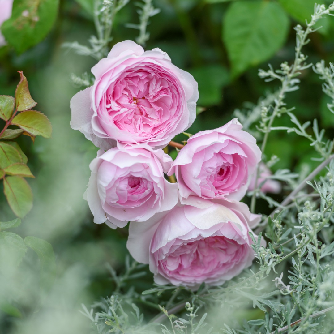 David Austin -ros 'Olivia Rose Austin' (Ausmixture)