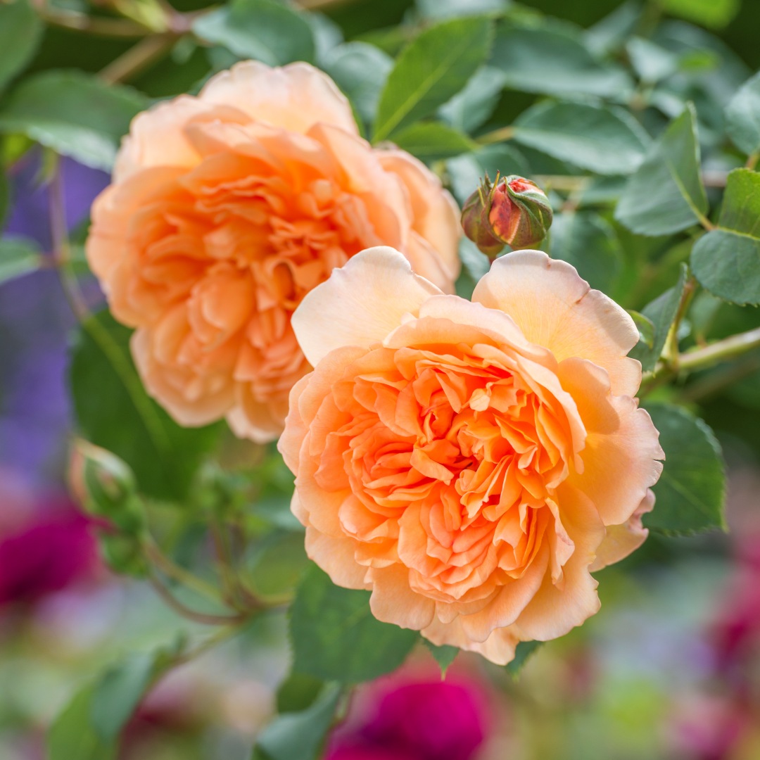David Austin -ros 'Dame Judi Dench' (Ausquaker)