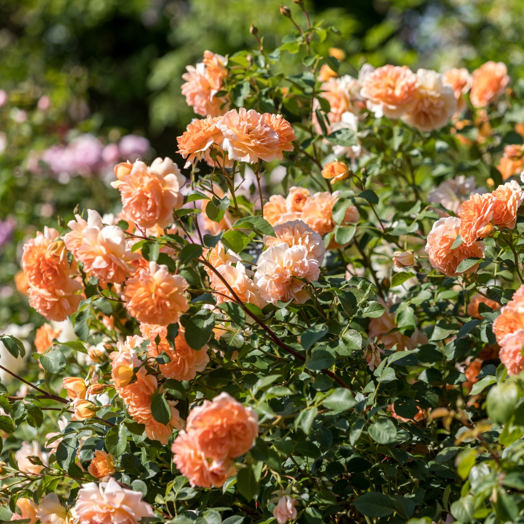 David Austin -ros 'Dame Judi Dench' (Ausquaker)