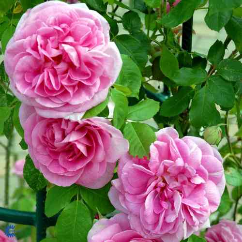 David Austin -ruusu 'Gertrude Jekyll' (Ausbord)