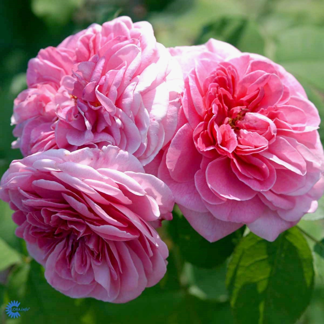 David Austin -ros 'Gertrude Jekyll' (Ausbord)