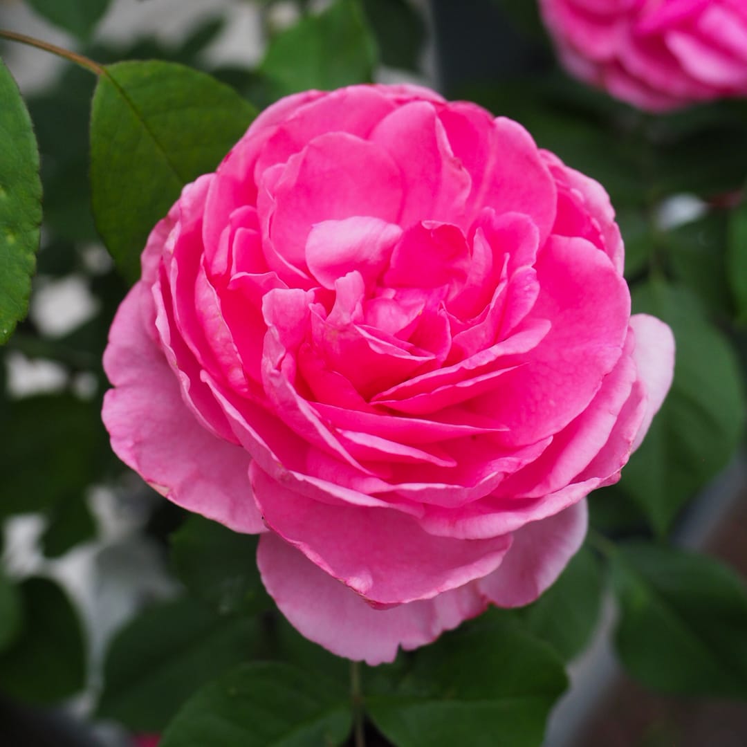 David Austin -ros 'Gertrude Jekyll' (Ausbord)