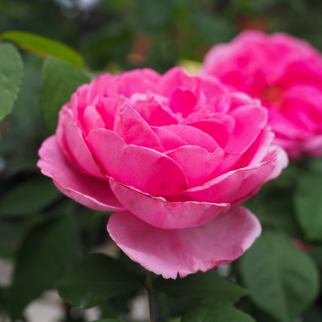 David Austin -ros 'Gertrude Jekyll' (Ausbord)