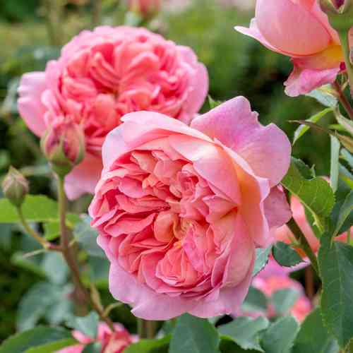 David Austin -ros  'Boscobel' (Auscousin)