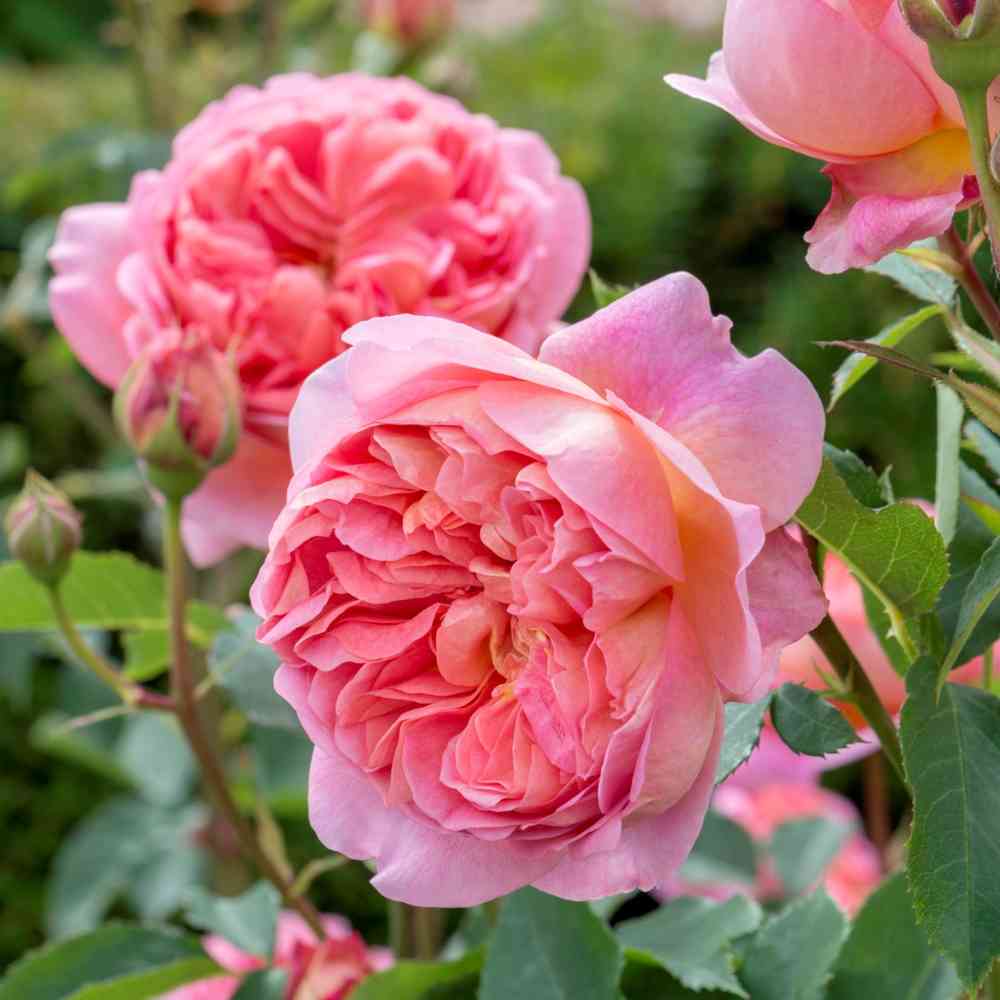 David Austin -ros 'Boscobel' (Auscousin)