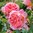 David Austin -ruusu 'Boscobel' (Auscousin)