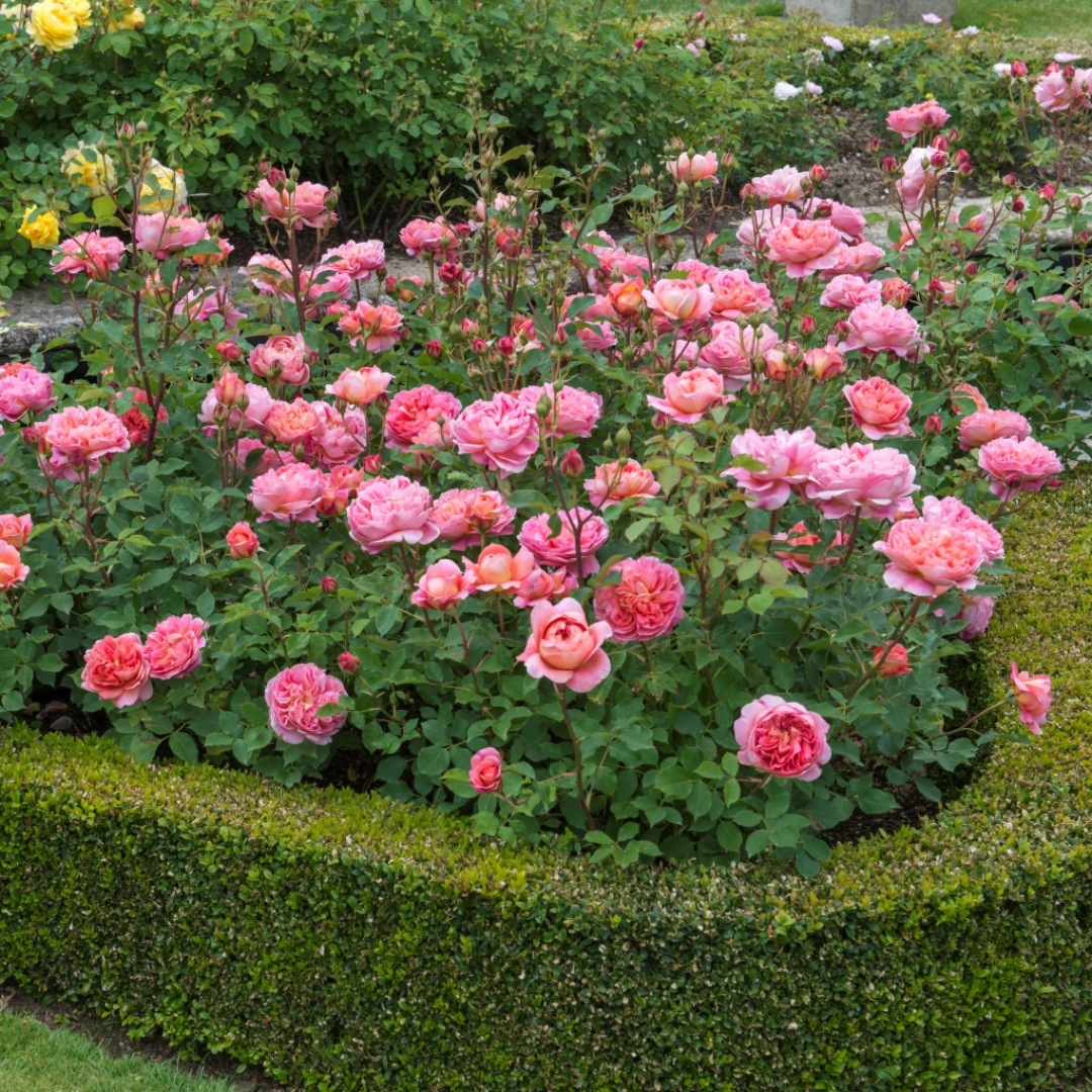 David Austin -ros 'Boscobel' (Auscousin)