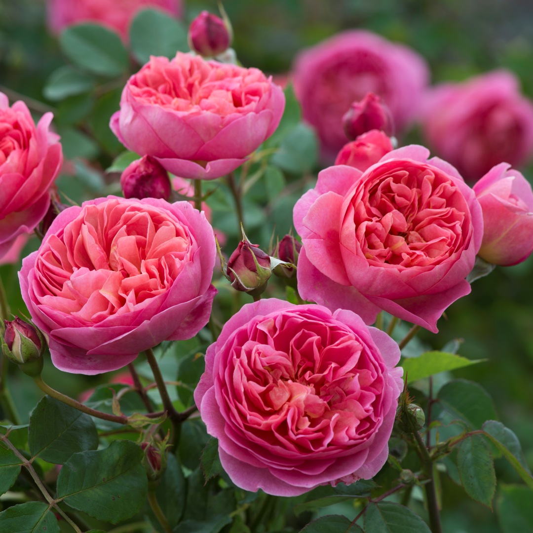 David Austin -ros 'Boscobel' (Auscousin)