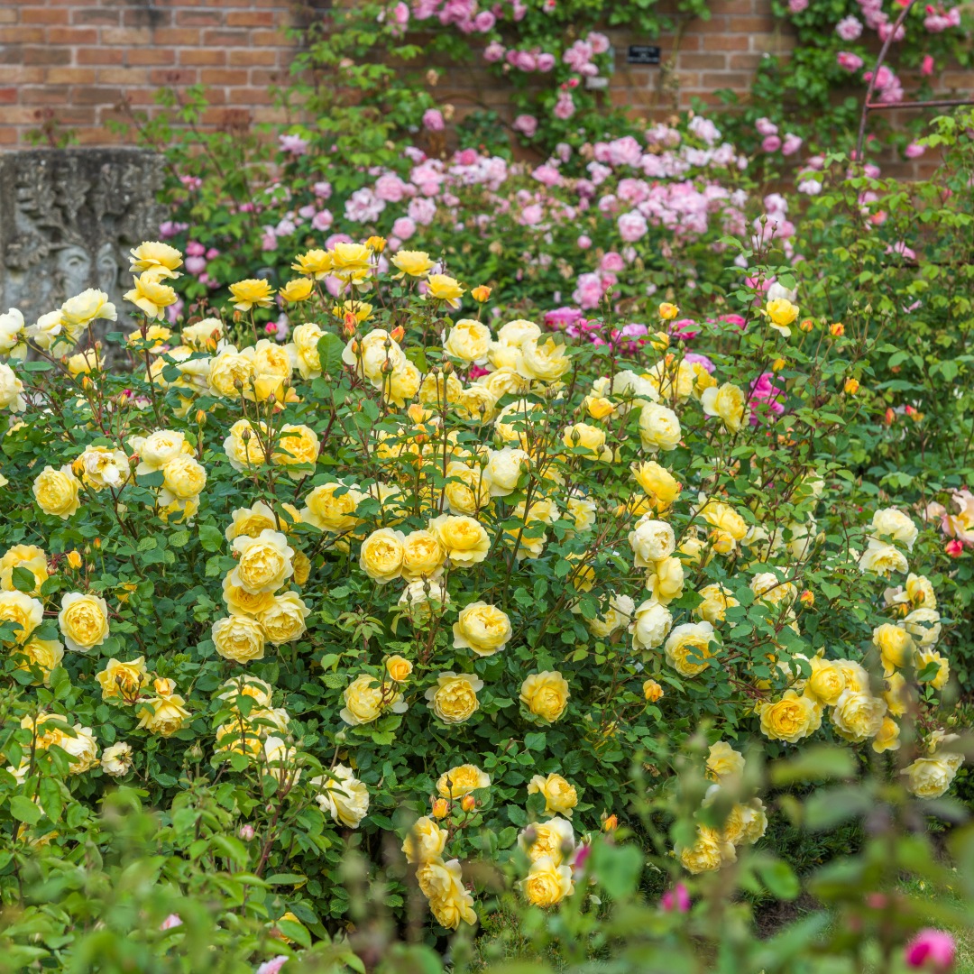 David Austin -ros 'The Poet's Wife' (Auswhirl) 