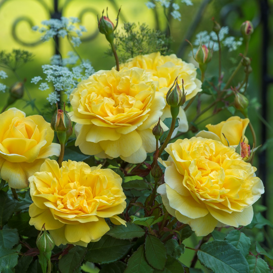 David Austin -ros 'The Poet's Wife' (Auswhirl) 