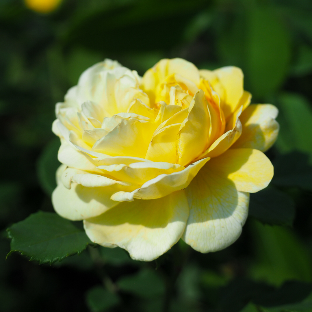 David Austin -ros 'The Poet's Wife' (Auswhirl) 