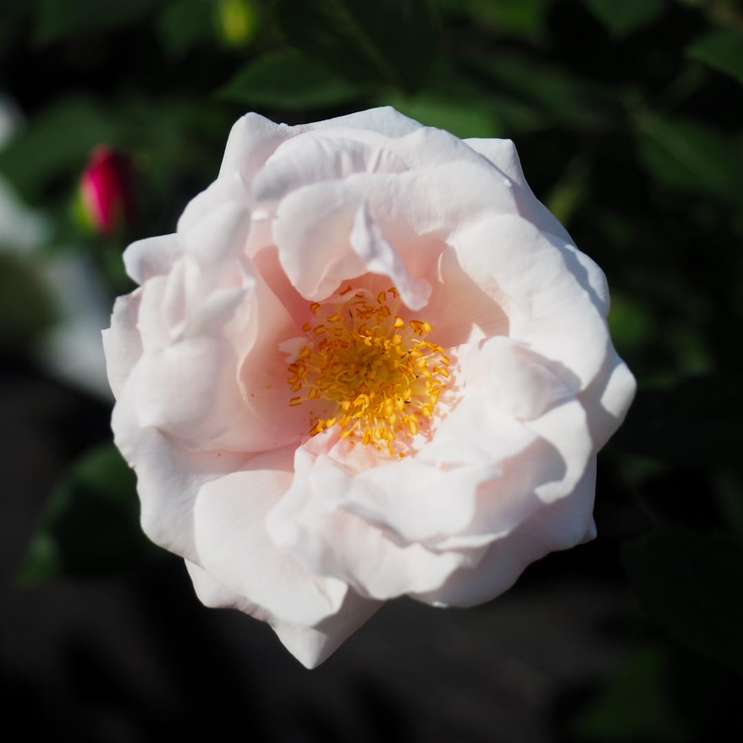 Ketoruusu 'Splendens'
